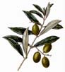 r_maslina.jpg (2808 bytes)